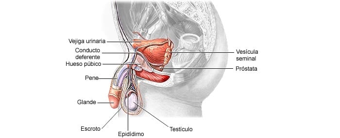 Sintomas-de-Prostata-Inflamada-Cirujano-Urologo-en-Mexico-Dr-Patricio-Cruz-003